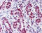 ELAV Like RNA Binding Protein 1 antibody, 51-453, ProSci, Immunohistochemistry paraffin image 