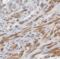 Cyclic AMP-responsive element-binding protein 3-like protein 1 antibody, FNab01963, FineTest, Immunohistochemistry paraffin image 