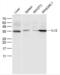 Interleukin 12B antibody, orb10893, Biorbyt, Western Blot image 