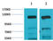 Glutamate Ionotropic Receptor AMPA Type Subunit 4 antibody, STJ97399, St John