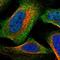 Kynurenine Aminotransferase 1 antibody, HPA021177, Atlas Antibodies, Immunofluorescence image 