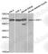 Ornithine Decarboxylase 1 antibody, A1948, ABclonal Technology, Western Blot image 