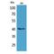 Paired Box 5 antibody, LS-C387082, Lifespan Biosciences, Western Blot image 