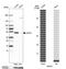 LIM And Cysteine Rich Domains 1 antibody, PA5-54969, Invitrogen Antibodies, Western Blot image 