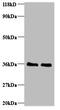 Replication Protein A2 antibody, A51461-100, Epigentek, Western Blot image 