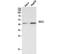 Indoleamine 2,3-Dioxygenase 2 antibody, STJ96880, St John