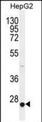 Calcium Voltage-Gated Channel Auxiliary Subunit Gamma 6 antibody, PA5-35100, Invitrogen Antibodies, Western Blot image 