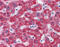 Monoamine Oxidase B antibody, 25-875, ProSci, Immunohistochemistry paraffin image 