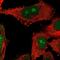 NOP14 Nucleolar Protein antibody, PA5-65964, Invitrogen Antibodies, Immunofluorescence image 
