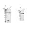 Malic Enzyme 2 antibody, PA5-52537, Invitrogen Antibodies, Western Blot image 