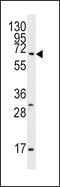 G Protein-Coupled Receptor 37 antibody, MBS9214343, MyBioSource, Western Blot image 