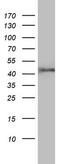 Flap Structure-Specific Endonuclease 1 antibody, MA5-26550, Invitrogen Antibodies, Western Blot image 