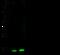 Galectin 1 antibody, GTX02348, GeneTex, Western Blot image 