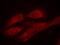 SHC Adaptor Protein 1 antibody, PA5-37738, Invitrogen Antibodies, Immunofluorescence image 
