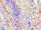 Annexin A11 antibody, LS-C375204, Lifespan Biosciences, Immunohistochemistry paraffin image 