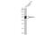 Angiopoietin Like 3 antibody, GTX104569, GeneTex, Western Blot image 