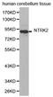 Neurotrophic Receptor Tyrosine Kinase 2 antibody, LS-C331892, Lifespan Biosciences, Western Blot image 