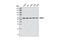 Protein Disulfide Isomerase Family A Member 3 antibody, 2881T, Cell Signaling Technology, Western Blot image 