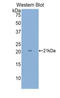 CD8 antibody, LS-C293383, Lifespan Biosciences, Western Blot image 