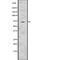 Baculoviral IAP Repeat Containing 3 antibody, abx148633, Abbexa, Western Blot image 