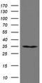 RNA-binding protein with multiple splicing antibody, TA800271, Origene, Western Blot image 