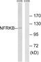 Nuclear Factor Related To KappaB Binding Protein antibody, LS-C120167, Lifespan Biosciences, Western Blot image 