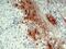 Proopiomelanocortin antibody, NB500-414, Novus Biologicals, Immunohistochemistry paraffin image 