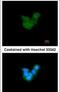 Retinaldehyde-binding protein 1 antibody, PA5-29759, Invitrogen Antibodies, Immunofluorescence image 