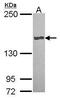 Carboxypeptidase D antibody, PA5-29994, Invitrogen Antibodies, Western Blot image 