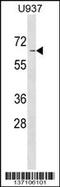 Ankyrin Repeat And SOCS Box Containing 2 antibody, 59-067, ProSci, Western Blot image 