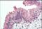 MyoD Family Inhibitor antibody, NBP1-45224, Novus Biologicals, Immunohistochemistry paraffin image 