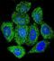 Inosine Monophosphate Dehydrogenase 1 antibody, abx027459, Abbexa, Immunohistochemistry paraffin image 