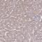 Phospholipase A2 Group XIIB antibody, NBP2-31685, Novus Biologicals, Immunohistochemistry frozen image 