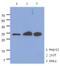 Mitochondrial Ribosome Recycling Factor antibody, NBP2-22564, Novus Biologicals, Western Blot image 