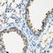 Cytochrome P450 Family 2 Subfamily F Member 1 antibody, A07834, Boster Biological Technology, Immunohistochemistry frozen image 