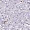 Exosome complex exonuclease RRP46 antibody, HPA053150, Atlas Antibodies, Immunohistochemistry frozen image 