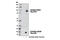 PWWP Domain Containing 3A, DNA Repair Factor antibody, 13437S, Cell Signaling Technology, Western Blot image 