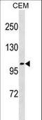 Unc-5 Netrin Receptor C antibody, LS-C157024, Lifespan Biosciences, Western Blot image 