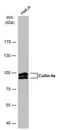 Cullin 4A antibody, MA5-27796, Invitrogen Antibodies, Western Blot image 