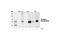 Raf-1 Proto-Oncogene, Serine/Threonine Kinase antibody, 9427P, Cell Signaling Technology, Western Blot image 