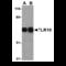 Toll-like receptor 10 antibody, MBS150972, MyBioSource, Western Blot image 