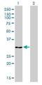 Annexin A5 antibody, ab54775, Abcam, Western Blot image 