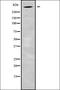 Acyl-CoA Binding Domain Containing 7 antibody, orb337949, Biorbyt, Western Blot image 