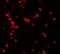 Nucleobindin 2 antibody, GTX31531, GeneTex, Immunohistochemistry paraffin image 