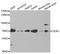 Probable ATP-dependent RNA helicase DDX5 antibody, A5296, ABclonal Technology, Western Blot image 