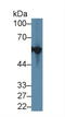 Keratin 12 antibody, LS-C297094, Lifespan Biosciences, Western Blot image 