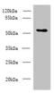 Cysteine Sulfinic Acid Decarboxylase antibody, orb354483, Biorbyt, Western Blot image 