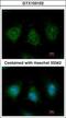Triokinase And FMN Cyclase antibody, GTX103102, GeneTex, Immunocytochemistry image 
