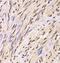 U1 small nuclear ribonucleoprotein A antibody, FNab08068, FineTest, Immunohistochemistry frozen image 