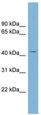 Leucine Rich Repeat Containing 23 antibody, TA337621, Origene, Western Blot image 